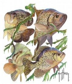 Guy Harvey Crappie Window Decal