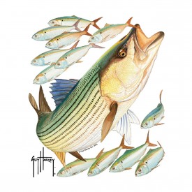Guy Harvey Striped Bass Window Decal